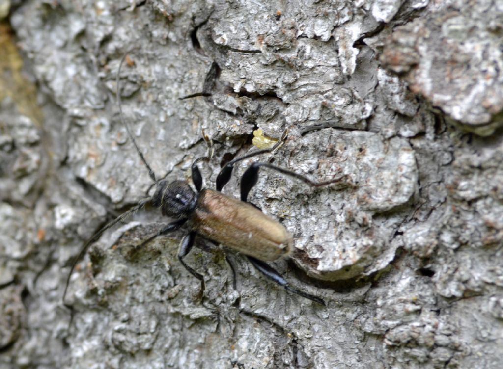 Callidium coriaceum e Tetropium castaneum, Cerambycidae